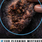how to clean your dog’s ears safely step by step guide