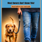 how much should you walk your puppy daily guide