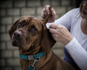 Dog Ear Infection Signs Dog ear infection signs showing ear cleaning and irritation inside a dog’s ear