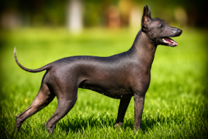 Xoloitzcuintli (Mexican Hairless Dog) Xoloitzcuintli (Mexican Hairless Dog)