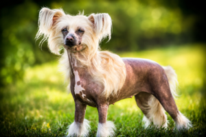 Chinese Crested Chinese Crested